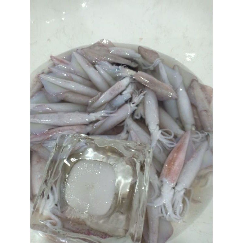 

cumi-cumi fresh