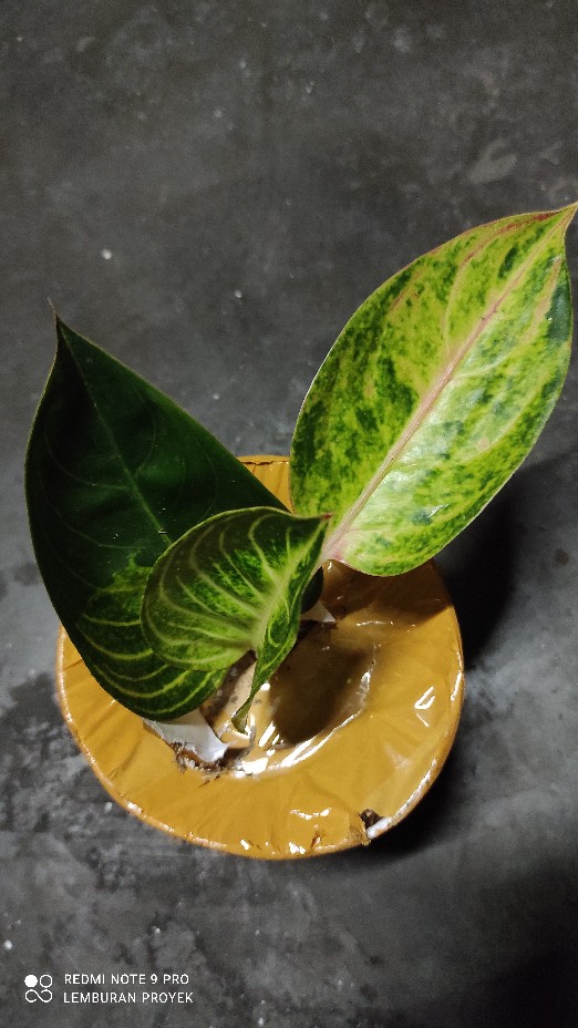 Aglonema Moonlight Asli