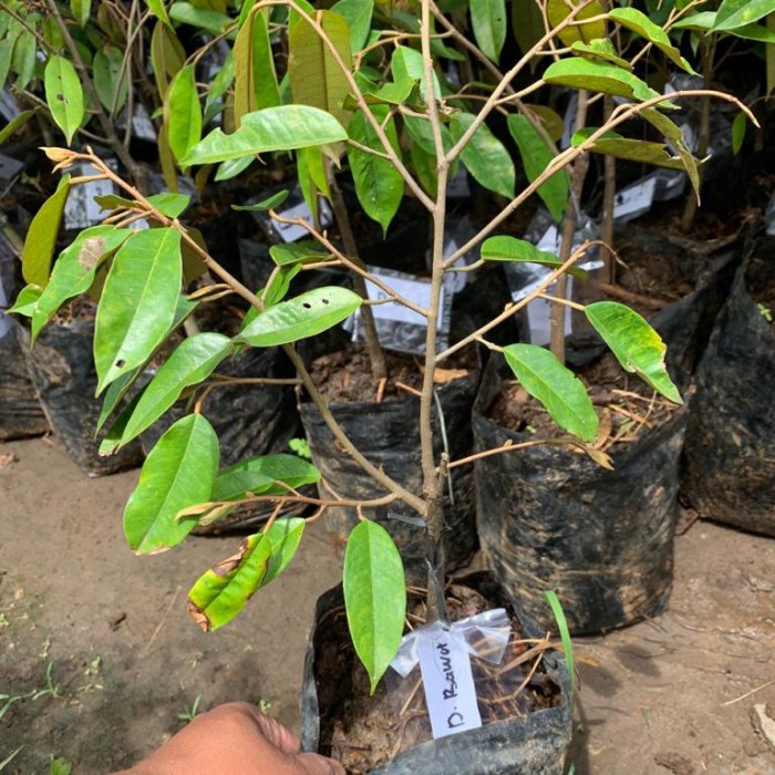 bibit buah durian bawor- monthong bawor