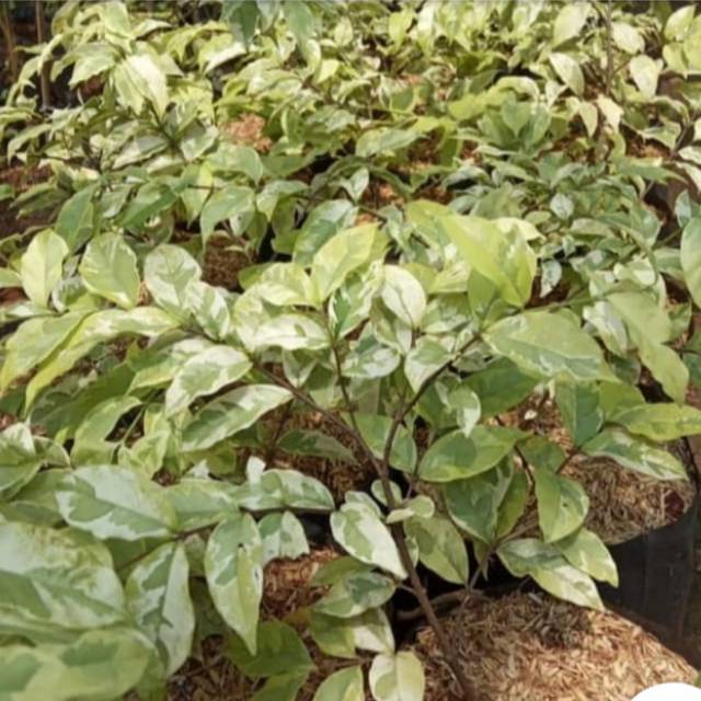 Pohon hias ,anting putri