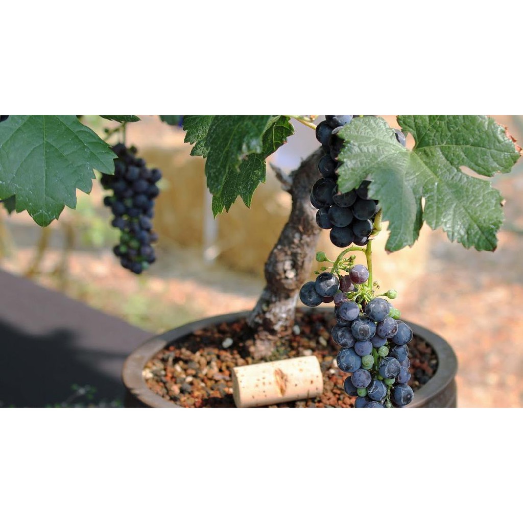 Pupuk Perangsang Buah Anggur Agar Cepat Berbuah, Buah Anggur Merah Brazil Ninel