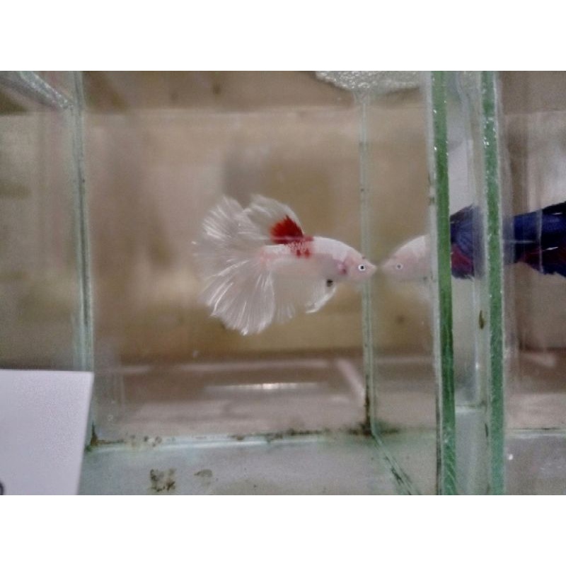 ikan cupang HM tancho