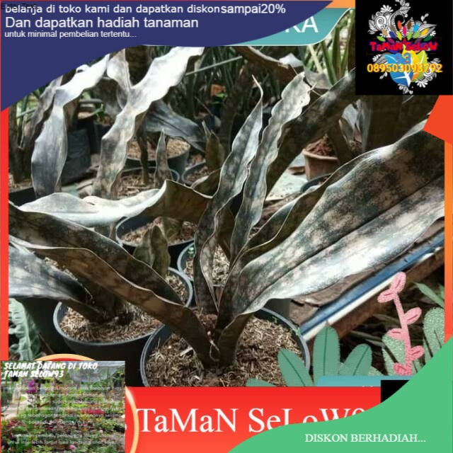Tanaman hias sansivera kirkii brown/sansivieria/sanseviera/sansiveira coklat kirki