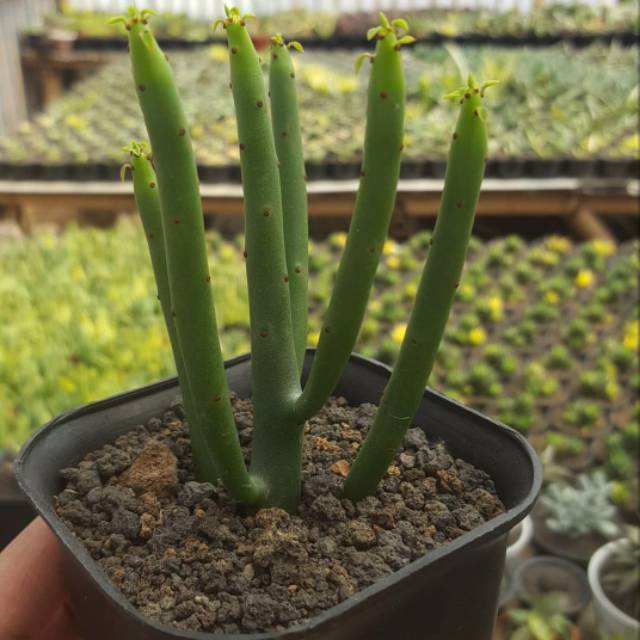 Euphorbia leucodendron / euphorbia onclocada / euphorbia alluaudii