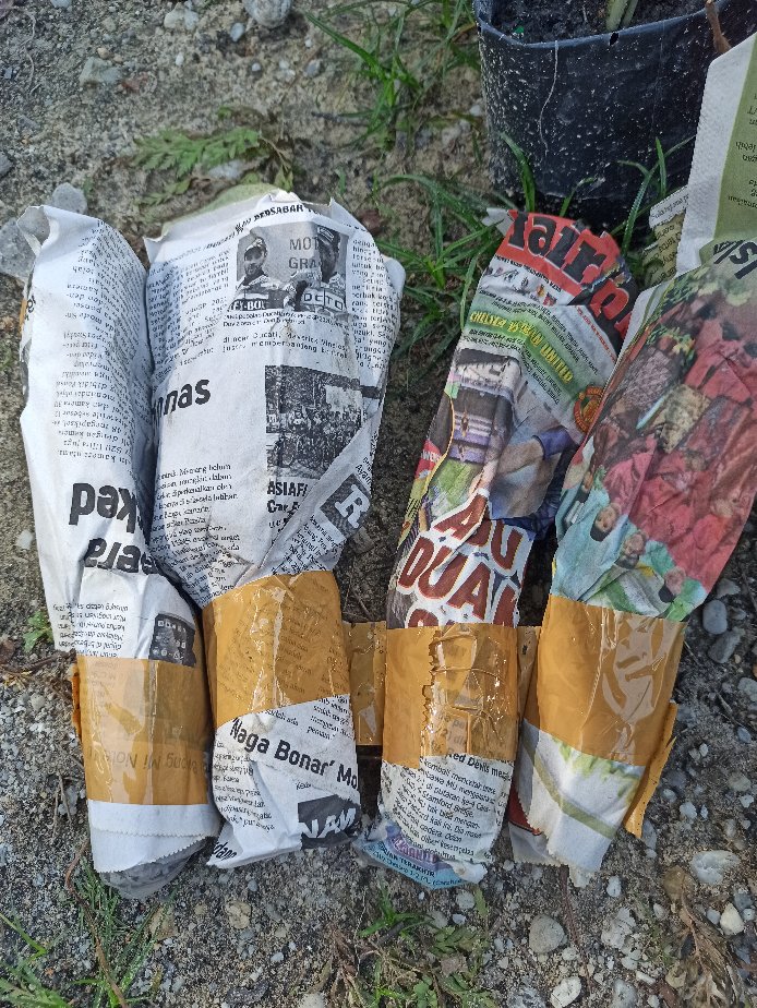 Keladi Syngonium Rayii (min : 10 Plant)