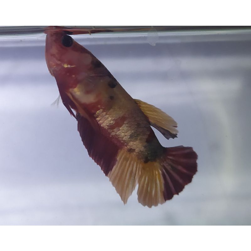 female nemo/red koi Cooper