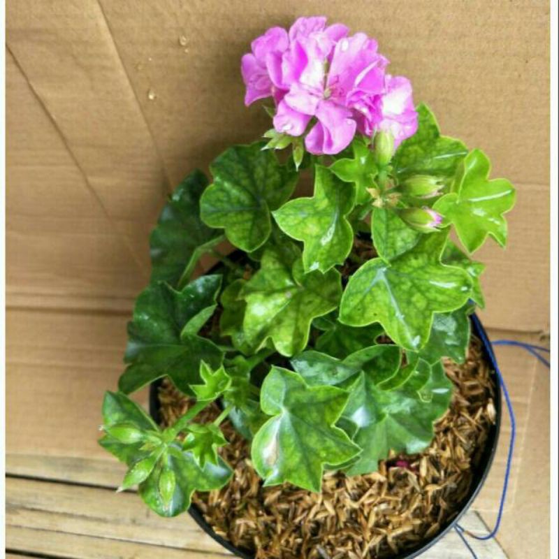 tanaman geranium pink