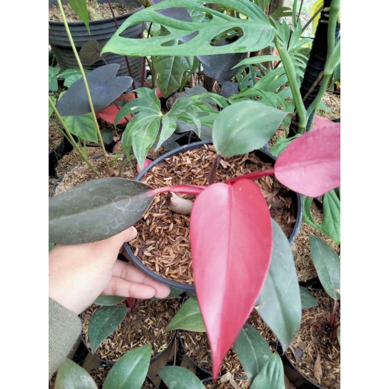 Philo dark lord pink