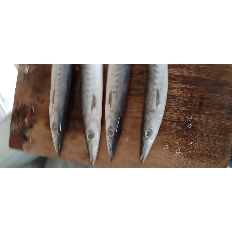 

ikan alu alu segar perkg 45000