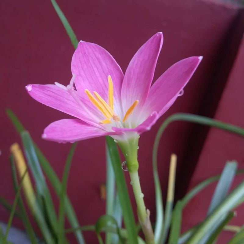 Rain Lily, kucai Lily, Lily hujan, kucai bunga pink, kucai pink, kucai bunga