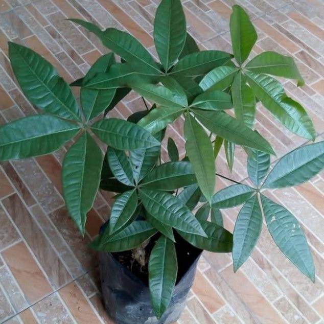 Bibit Tanaman Pacira Money Tre - Tanaman Keberuntungan - Tanaman Pacira - Pohon Pacira -Tanaman Hoki