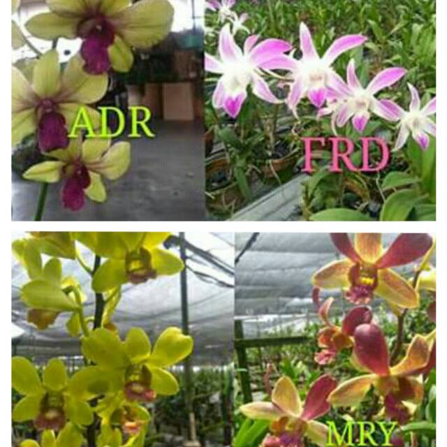 Anggre Dendro dewasa