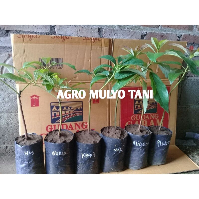 Paket 5 Jenis Bibit Alpukat (Hass,,Miki,Kendil,Aligator,Pluwang)Valid