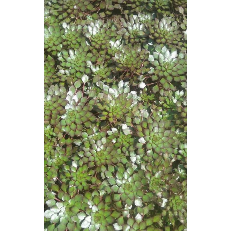 Ludwigia sodeidas