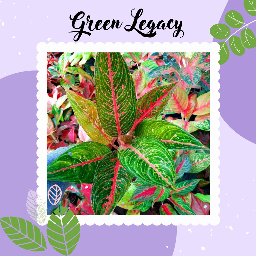 Ready Tanaman Aglonema Green Legacy Aglaonema Green Legacy