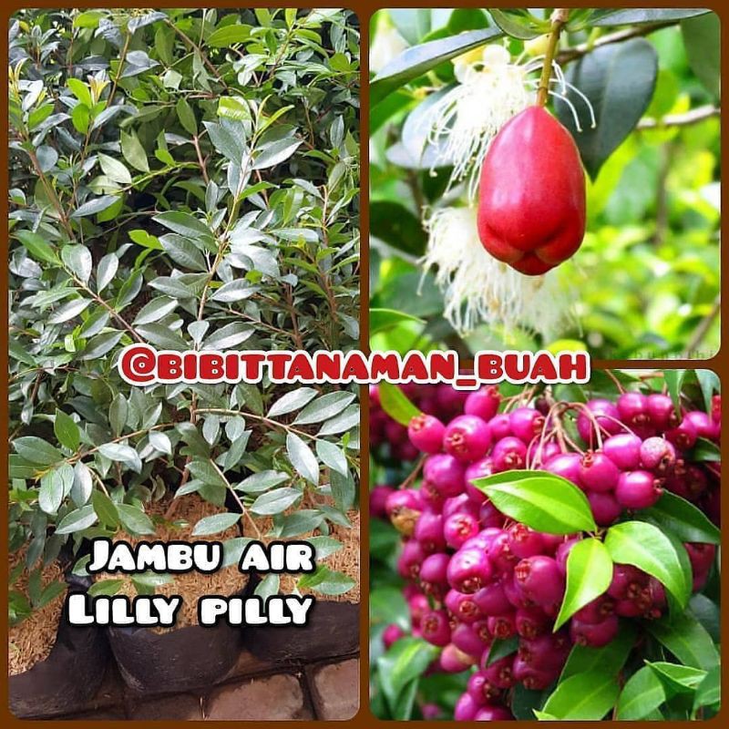 Bibit tanaman buah jambu air liliphily / Bibit buah jambu air liliphily / Bibit buah jambu air