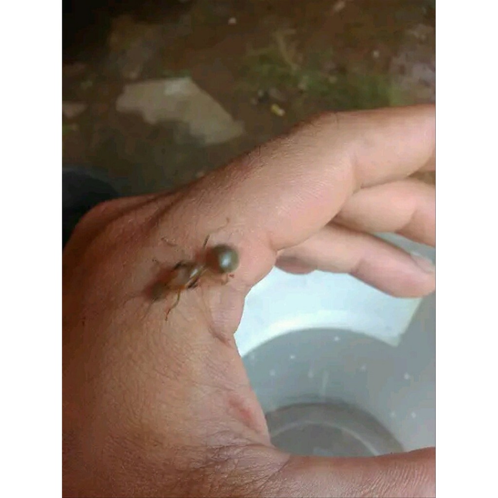 

Jual Ratu semut rangrang kroto Diskon