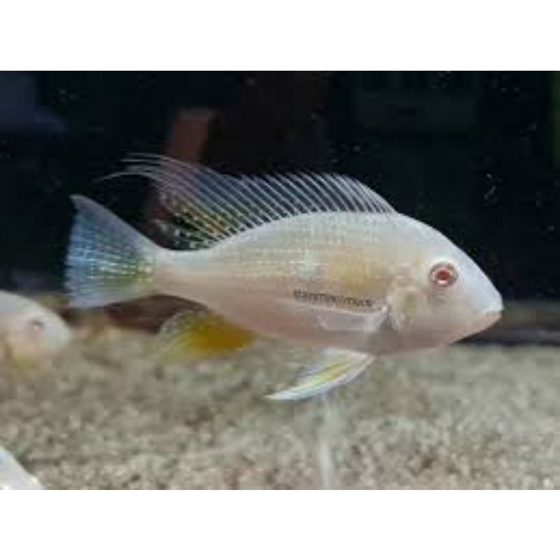 Geophagus albino heckeli