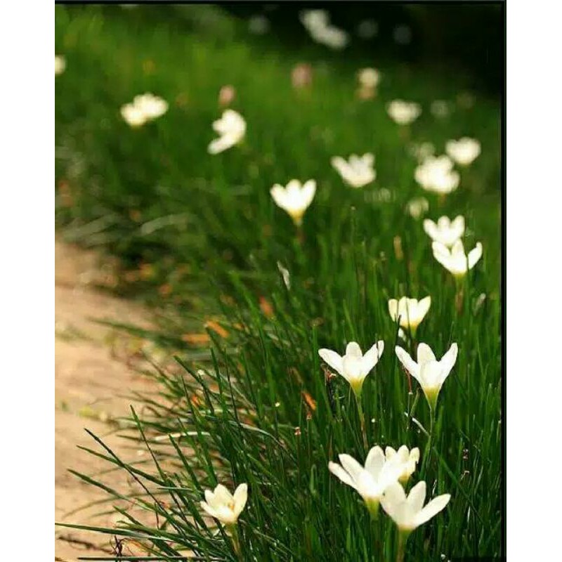 tanaman hias rain lily-Tanaman Hias Rain Lilly-tanaman hias rain lily-PROMO RAIN LILY