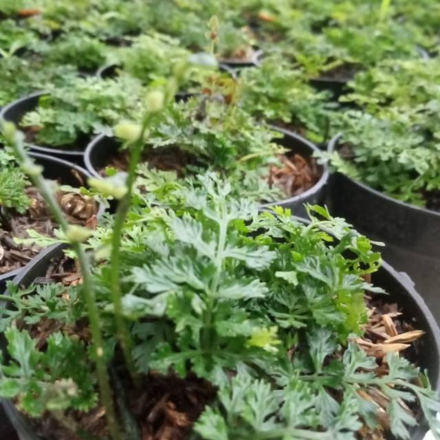 Bolbitis heteroclita difformis darat