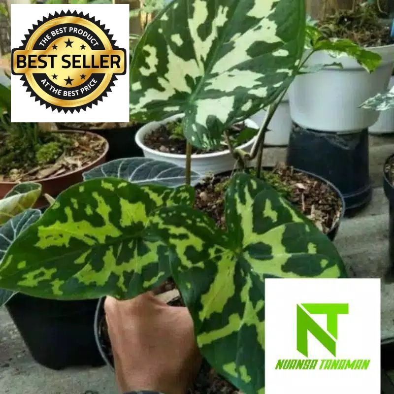 Tanaman Hias Caladium Army Tanaman Keladi Hiasan Taman Shopee Indonesia