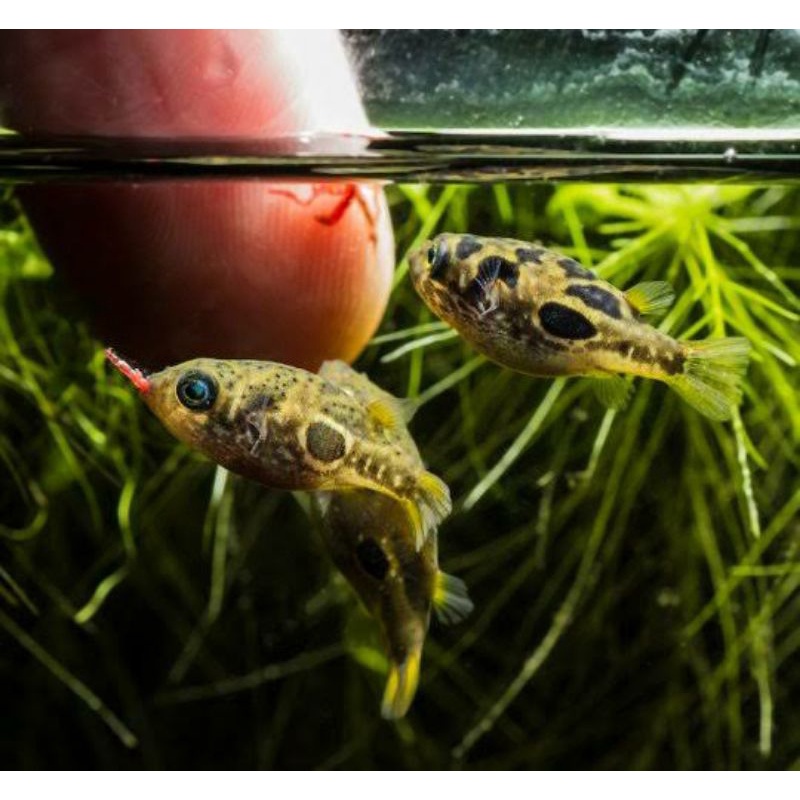 ikan hias indian dwarf puffer pembasmi hama keong