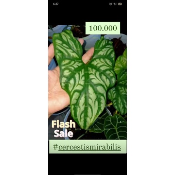 cercestis mirabilis - keladi tato - keladi tattoo - keladi tatto - cercetis mirabilis