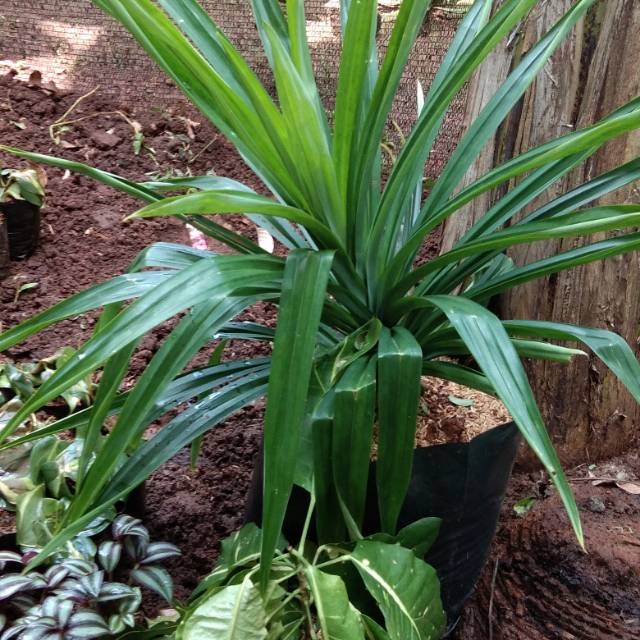 pohon pandan--pohon pandan wangi