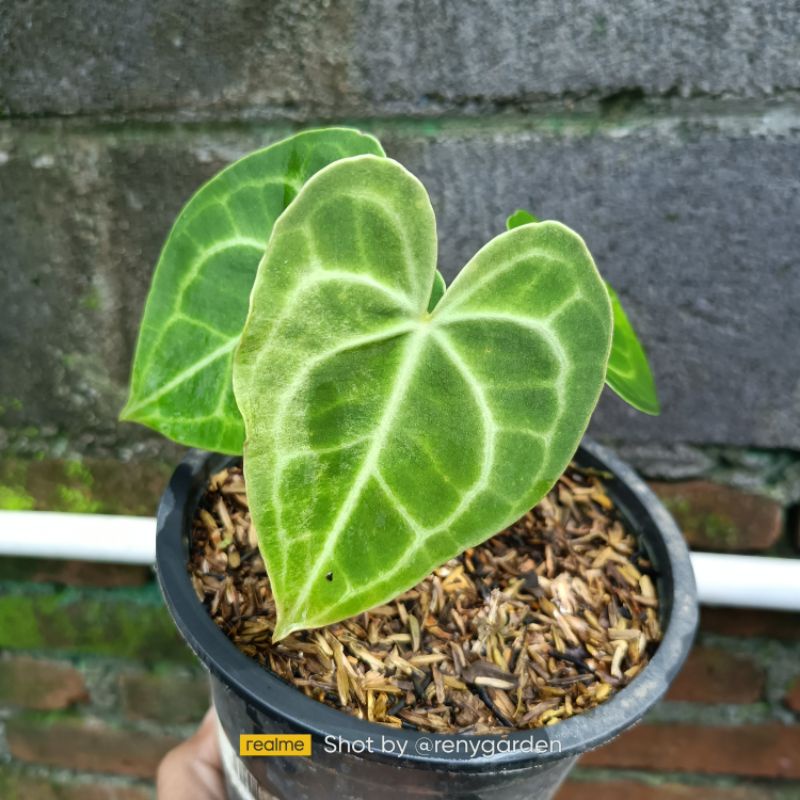 Kuping gajah tarantula / Anthurium Clarinervium (bibit)