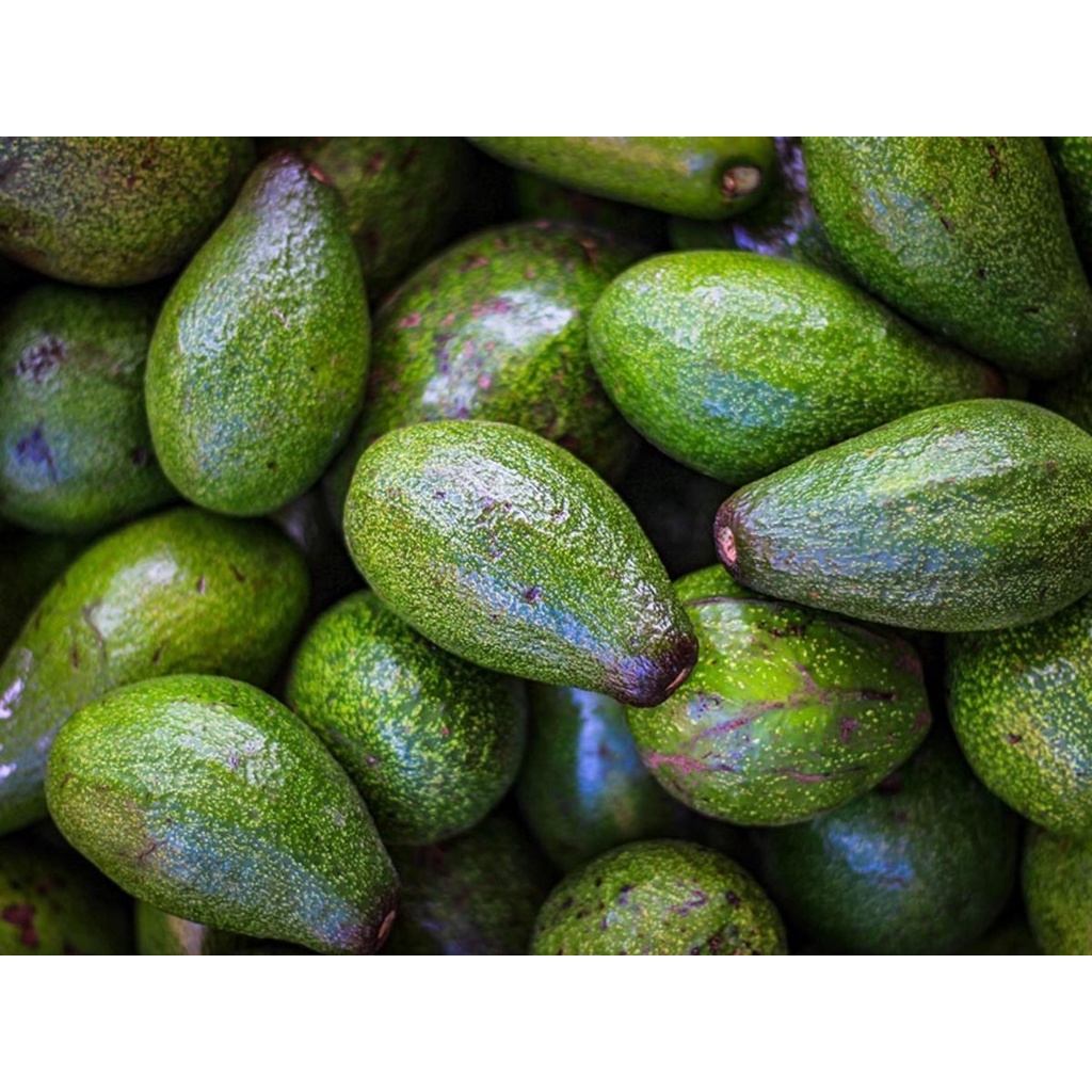 

Bandung Buah Segar - Alpukat Mentah 1 Kg