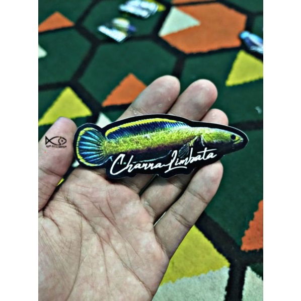 Stiker Channa Limbata | Channa Limbata