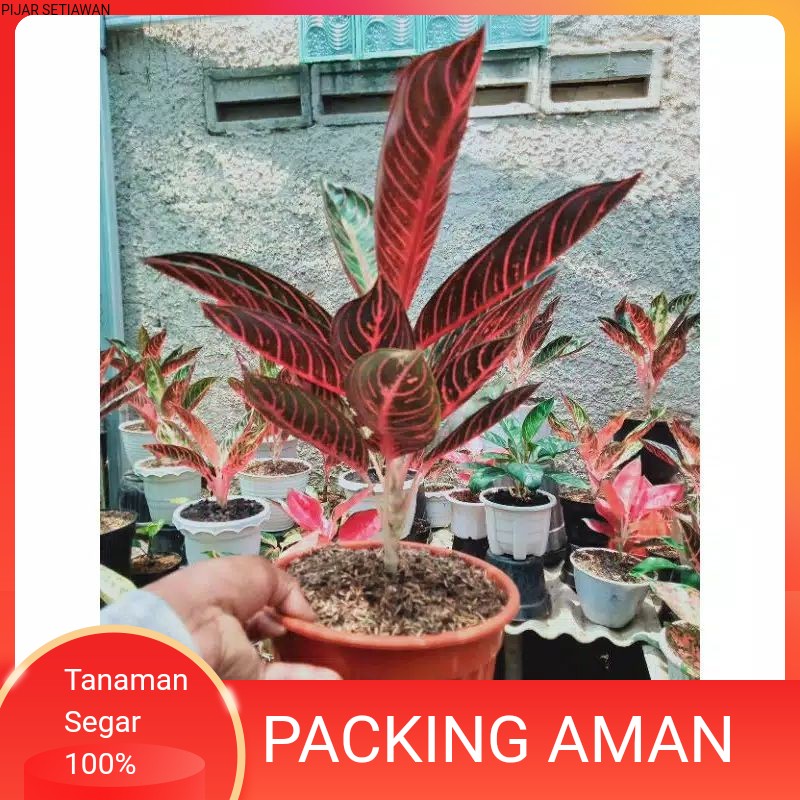 TANAMAN HOAS AGLONEMA PRIDE OF SUMATRA INDUKAN/BIANGAN//AGLONEMA RED SUMATRA