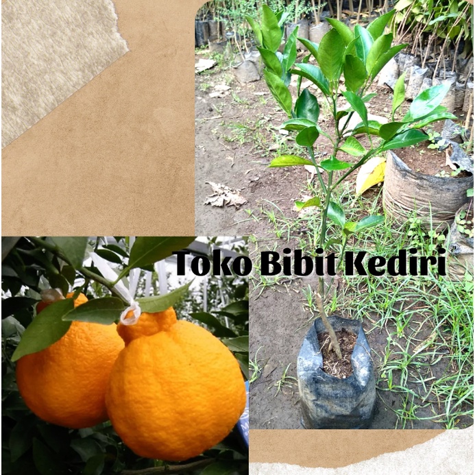 Bibit Buah Jeruk Dekopon/Jeruk Jepang Okulasi