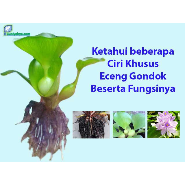 Tanaman Air Eceng  Gondok  Eichhornia crassipes Ganggang Apu 