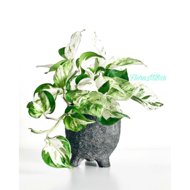 Tanaman hias gantung/rambat srigading manjula/srigading balon