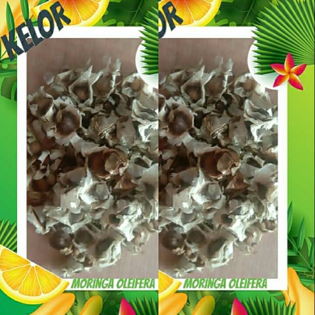 Benih Biji Kelor 1 Kg