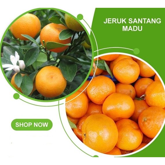bibit jeruk santang madu super manis/tanaman jeruk santang