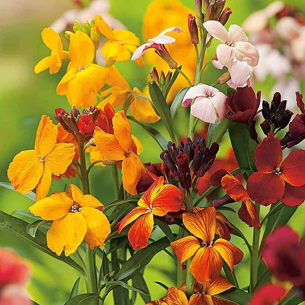 Benih Bibit Biji - Bunga Wallflower Persian Carpet Flower Seeds - IMPORT