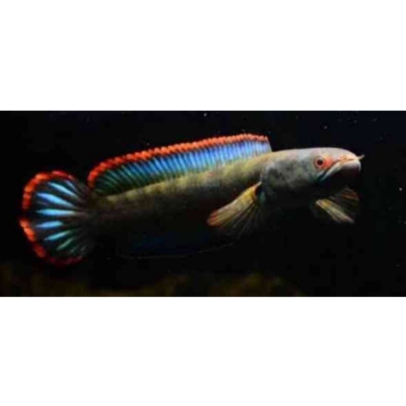 Limbata RED fin Rekomendet original 100 %/size 15cm gedor KaCa