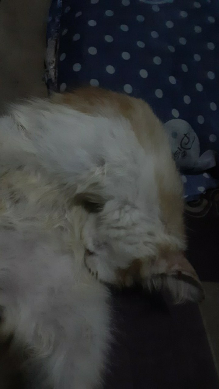 Ms Gamis Batik Sriwedari Maxi Bumil/busui Katun Sogan Allsize & Jumbo