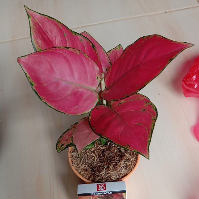 AGLONEMA RED  ANJAMANI  ASLI SUPER IMPORT Shopee Indonesia