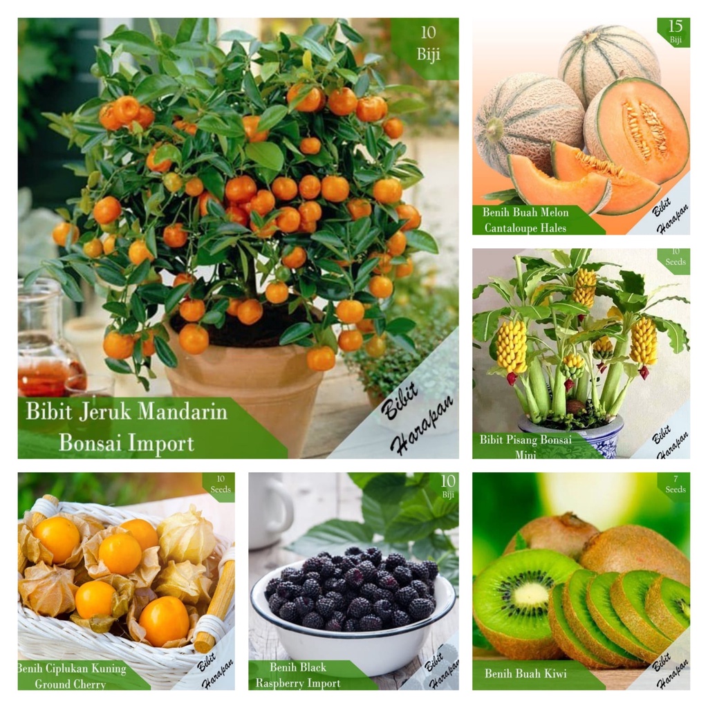 Bibit Benih Biji Tanaman Pohon Buah Buahan Unggul Tanaman Strawberry Jeruk Kiwi Pepaya Murbei Melon 