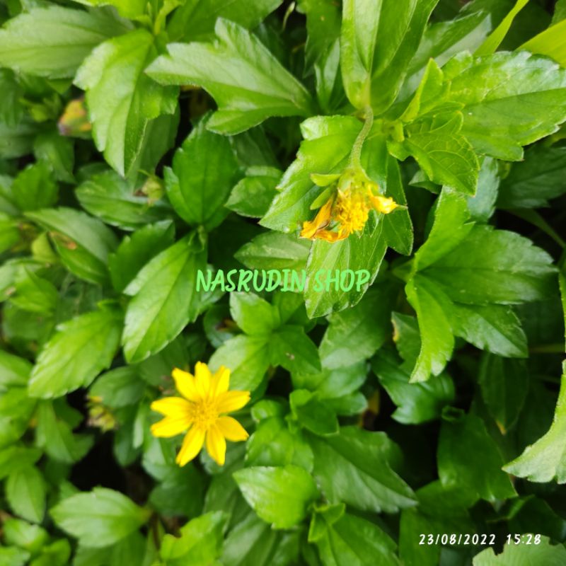 

DAUN WEDELIA 200 LEMBAR SEGAR LANGSUNG PETIK OBAT REMATIK