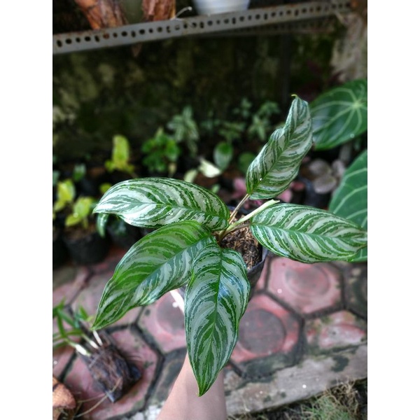 [BISA COD] tanaman sri rejeki/Aglaonema Silver King
