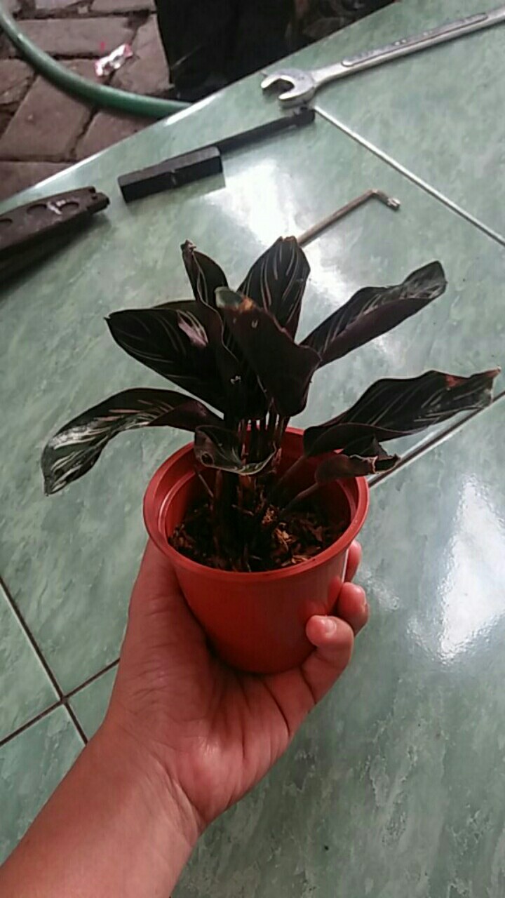 Calathea Ornata Sanderiana /bibit Tanaman Hias Bunga Kalatea