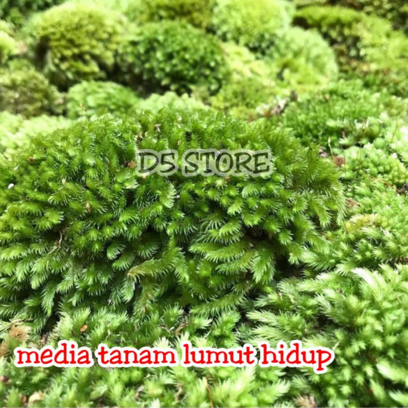 Media tanam mos lumut hidup 1 kg  media tanam lumut hutan media tanam kokodama