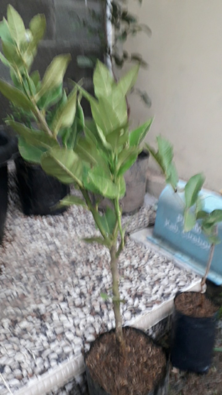 Bibit Lemon Tea Long