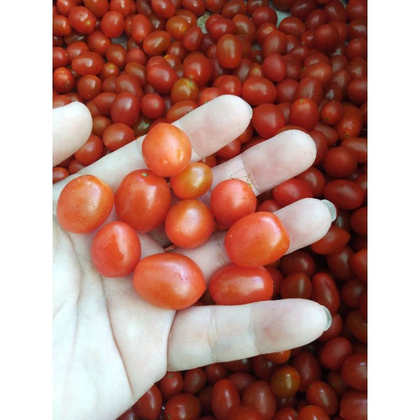 

tomat cherry - 250gram