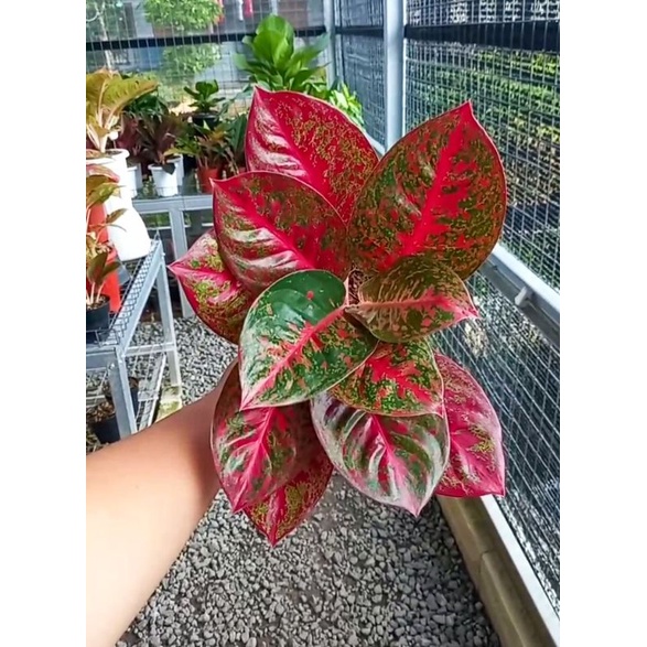 Aglonema RED STARDUST JUMBO isi 2