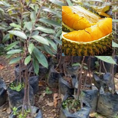 Bibit Durian Musangking Kaki 3